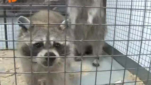 Выставка животных «Джуманджи» смотреть онлайн