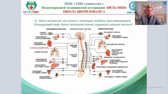Блуждающий нерв, вегетативная нервная система
