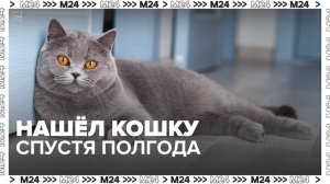 "Актуальный репортаж": москвич нашел свою кошку спустя полгода благодаря видео в Сети