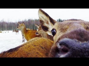 Олени выходят на подкормку. Рождество на носу