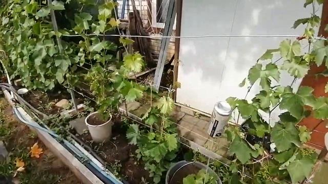 обзор винограда на 15.07.22. смотреть онлайн