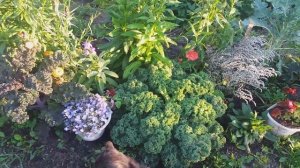 Обзор цветников 30 июля