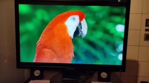 Монитор Samsung 2443NW