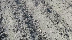 2 июля, картошка. жара, температура +36°с, дождя нет! Всходит вторая картошка!