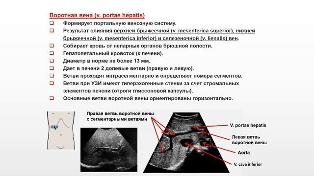 Ультразвуковая диагностика (УЗИ). Доктор Иогансен. Ультразвуковая анатомия печени.