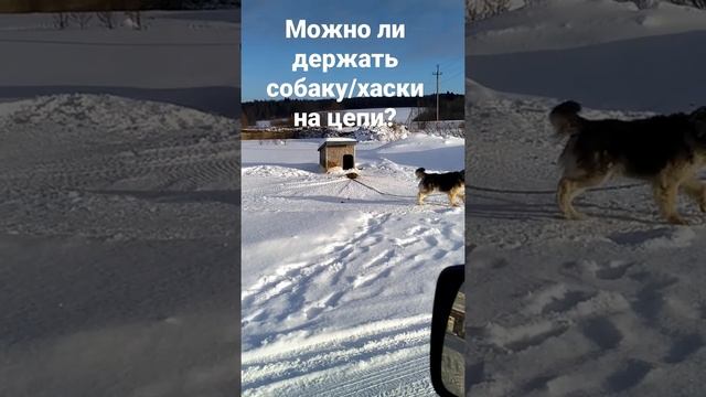 можно ли держать хаски на цепи? #животные #хаски #питомцы