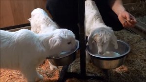 выкармливание суточных козлят