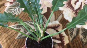 Мои цветы. Филодендроны-новинки этого года спустя время.