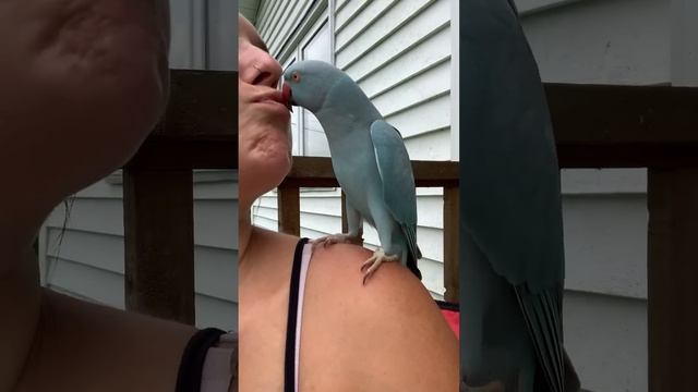 Kiwi the Parrot is a Chatterbox || ViralHog