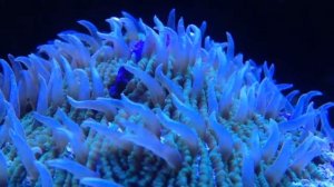 Short tentacle plate coral