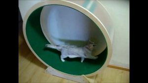 Беговое колесо для кошек и собак