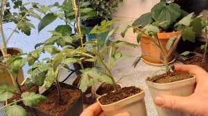 Рассада томатов Хай тек!