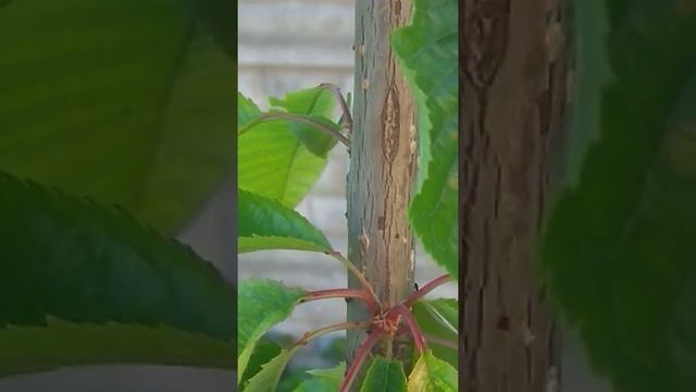 Тля на черешне смотреть онлайн