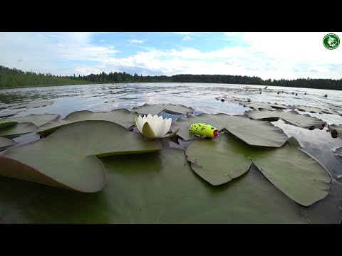 ОКУНЬ НА ПОПЕР В КУВШИНКАХ! ОТКРЫТ СЕЗОН РЫБАЛКИ С ЛОДКИ НА СПИННИНГ, ТАЁЖНОЕ ОЗЕРО, ЛОВИМ НА УРАЛЕ