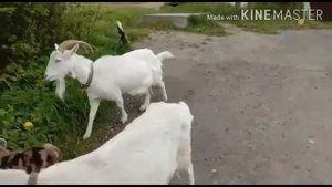 Через что процедить молоко,чтоб не пахло! Коза не хочет котиться..