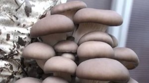 Выращивание грибов вешенки в домашних условиях - от мицелия до урожая - легко и просто