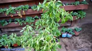 ПЕРЕЦ В ГОРШКЕ,ПЕРЦУ 1,5 года/ПЕРЕСАДКА ПЕРЦА.