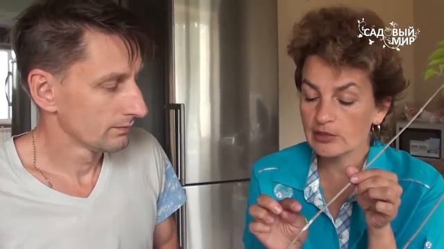 Как прививать сирень Мастер класс от Сергея Маринкова