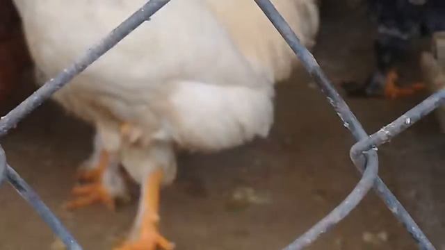 Французкие куры мясные. Породистые: Брама, Гальские. смотреть онлайн