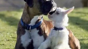 Дружба крепкая не сломается