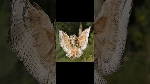 Голос филина ? смотреть онлайн