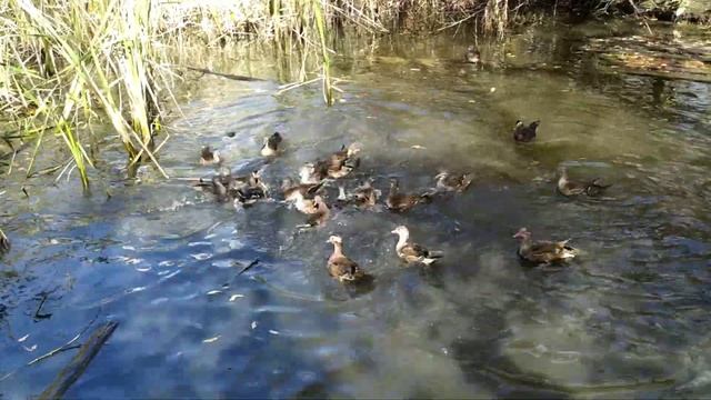 Садгород / Плавающая мышь (Крыс) / Утки /Белки смотреть онлайн