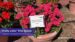 Pretty Little Interspecific Geranium | CSU Trial Garden