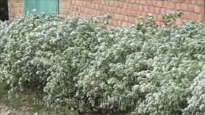 Молочай с бело-зелеными листьями  Нарядный однолетний цветок для любого региона