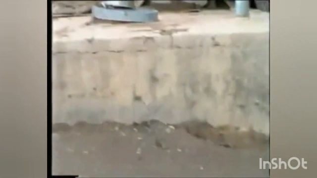 Легендарные собаки Туркмении  Архив. Город Мары.