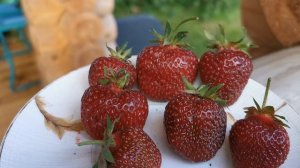 У какой клубники есть "корона"! Чёрный Принц-"коронованная" садовая крупноплодная земляника.