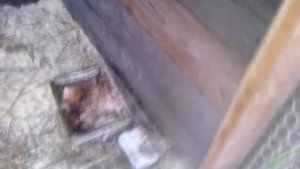 Фазаны и цесарки в моем хозяйстве.