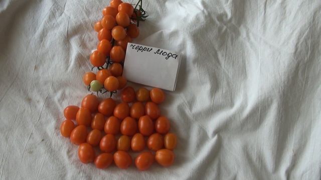 Томаты 2022 - июль Лебедева Зоя смотреть онлайн