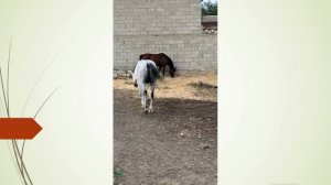 Продолжение любовных игр Маквина и Лейлы.