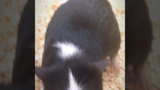 Ласковые морские свинки смотреть онлайн