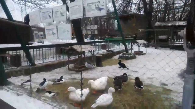 СП-б. "Ленинградский зоопарк". 2.03.2019. смотреть онлайн