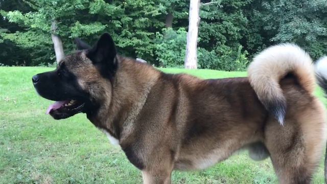 Американская Акита смотреть онлайн