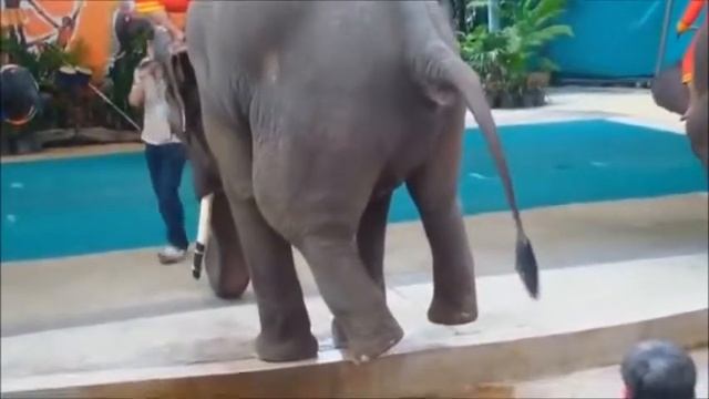 РОЗОВЫЙ СЛОН - ДЕТСКАЯ ПЕСЕНКА 18+ смотреть онлайн