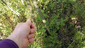 Почему я оставляю длинные стебли ненужной поросли вишни и сливы