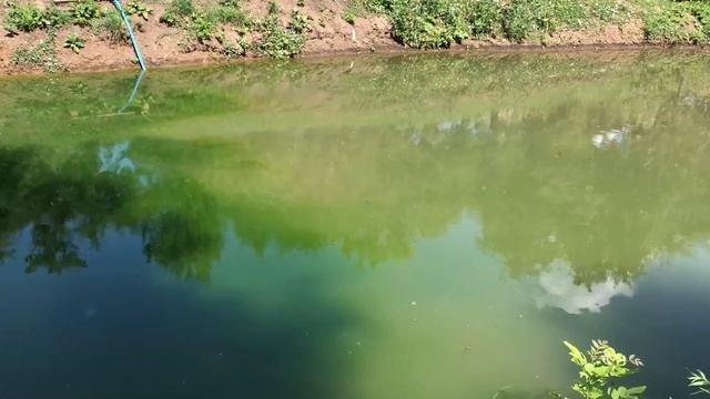 Известкование пруда с рыбой. Как избавиться от цветения воды в пруду. Пруд своими руками.