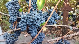 Цвайгельт: один із кращих сортів для червоного вина