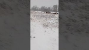 #Алтай Кыргызы 47!!!