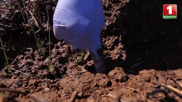 Высаживаем лук-порей и картофель смотреть онлайн