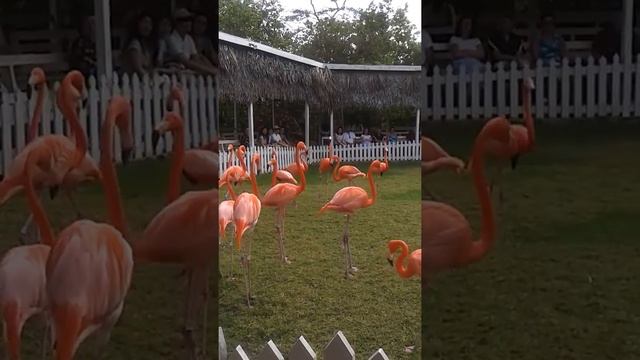 Marching Flamingos @ Ardastra Zoo, Nassau, The Bahamas