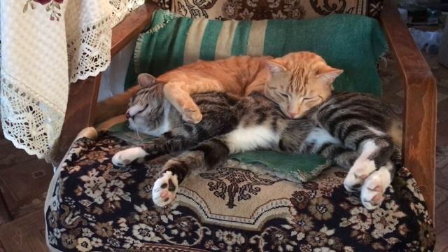 Котики моют друг друга перед сном