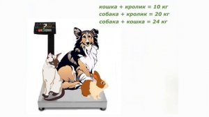 Сколько весят кошка, собака и кролик?