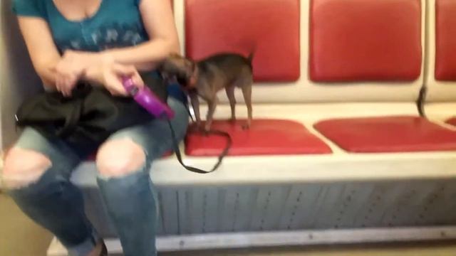 Смешная маленькая собачка прыгает в метро смотреть онлайн
