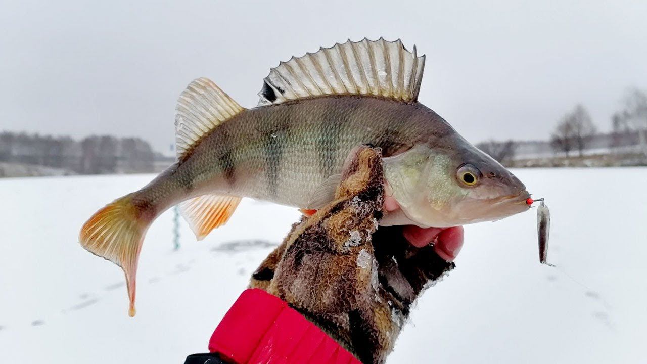 Окунь на блесну по первому льду. Пруд подарил несколько приятных бонусов. смотреть онлайн