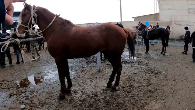 ТАРАЗ МАЛ БАЗАРЫ 08.01.2023 ЖЫЛҚЫ БАҒАЛАРЫ/БАЗАР КЗ