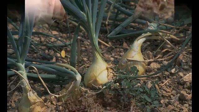 посев семян рудбекии seeding rudbeckia смотреть онлайн