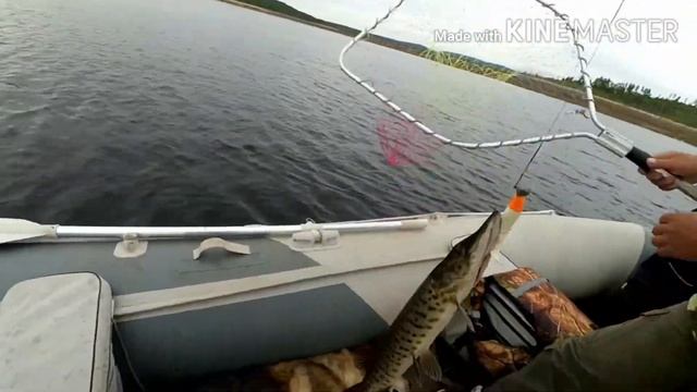 Поймали ТРОФЕЯ на бурейском водохранилище. Рыбалка на бурейском водохранилище. смотреть онлайн